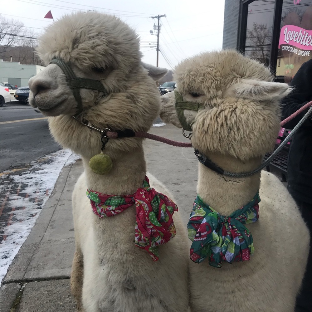 Meet your Posher, Maya